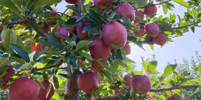 I am selling APPLES - first class varieties muco,