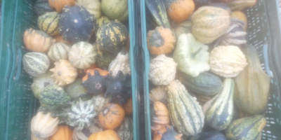 I'm selling ornamental pumpkins from my own farm. I