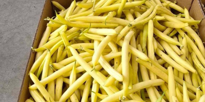 Ich verkaufe gelbe Stangenbohnen der Sorten Unidor und Golden