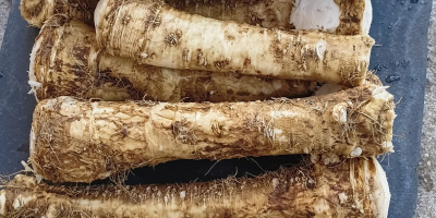 Fresh horseradish root. Balogh Imre +[phone] Individual price for
