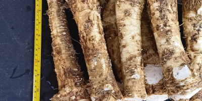 Fresh horseradish root. Balogh Imre +[phone] Individual price for
