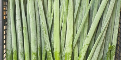 Ich verkaufe losen Schnittlauch, verpackt in 4-kg-Kisten. Frische, hochwertige
