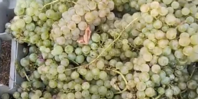 Varietà bianca autoctona "Plavaie" - Disponibile 100.000 kg, zucchero