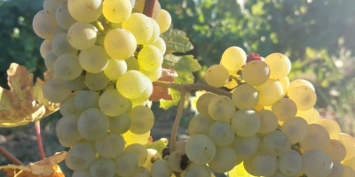 Грозде за вино за продажба в лозето Драгашани. Продава
