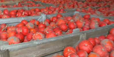 I will sell Hokkaido pumpkin of the FlexiKuri variety.