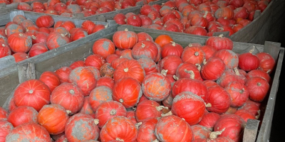I will sell Hokkaido pumpkin of the FlexiKuri variety.