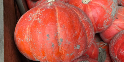 I will sell Hokkaido pumpkin of the FlexiKuri variety.