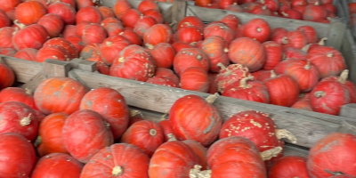 I will sell Hokkaido pumpkin of the FlexiKuri variety.