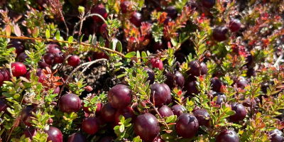 Venderò mirtilli rossi a frutto grande, provenienti dalla piantagione,
