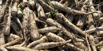 Hello, I am selling parsley, arat and arctica, commercial