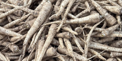 Hello, I am selling parsley, arat and arctica, commercial