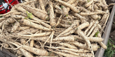 Hello, I am selling parsley, arat and arctica, commercial