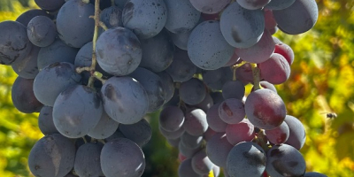 Ich verkaufe Hamburger Trauben für Wein! Details und Preise