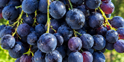 Ich verkaufe Hamburger Trauben für Wein! Details und Preise
