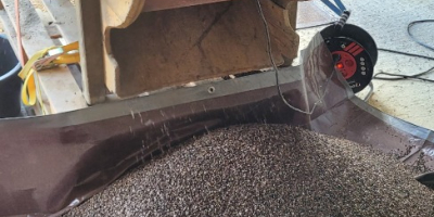 Unsprayed, cleaned buckwheat, 13% moisture. Available in big bags