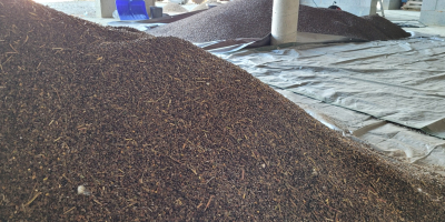 Unsprayed, cleaned buckwheat, 13% moisture. Available in big bags