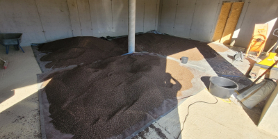Unsprayed, cleaned buckwheat, 13% moisture. Available in big bags