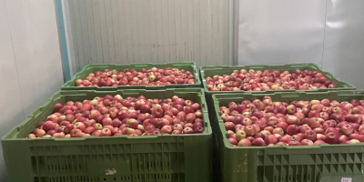 Gala devil 30t na prodaju u boxu pakovana oko