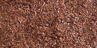 Kazakhstan-origin oil flaxseed available for export. Quantity: 1,000 MT.
