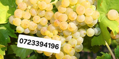 Продавам грозде за вино - обезкостено, включено в цената