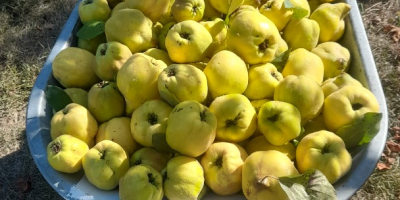 I am selling 500 kg of organic quince.