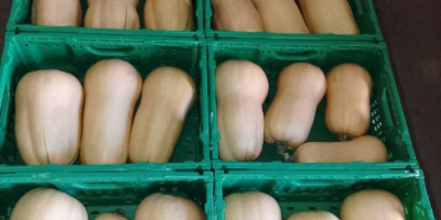 Hello. I have a butternut squash for sale. For