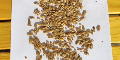 I will sell spelt in husk from 2026 Price