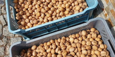 I will sell fresh walnuts, this year's harvest, about
