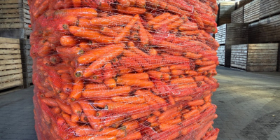 I am selling edible carrots, washed, with a beautiful