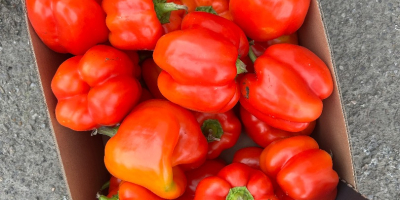 Hello, I am selling peppers