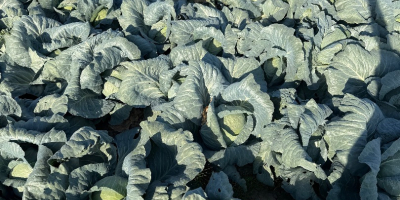 Я продаю капусту большими партиями, 3-5 кг, идеально подходит