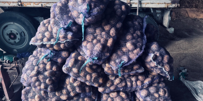 Картофи Сорая, размер 55+. Органични, без торове. Малка ферма