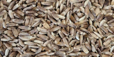 AJÁNLAT Máriatövis (Silybum) Áru: Máriatövis (Silybum marianum) Csomagolás: Nagy