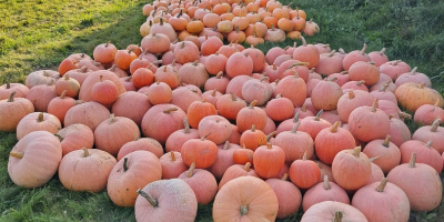 Ще продам тиквички за бебета, Юстинка