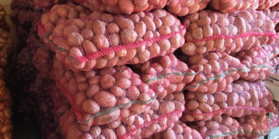 SELLING BELLA ROSA POTATOES – CALIBER 55+ – UP