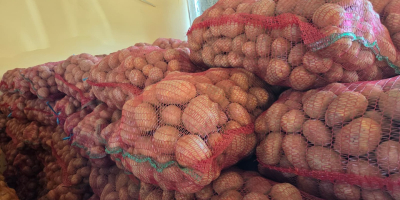 SELLING BELLA ROSA POTATOES – CALIBER 55+ – UP