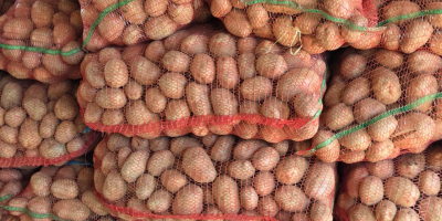 SELLING BELLA ROSA POTATOES – CALIBER 55+ – UP