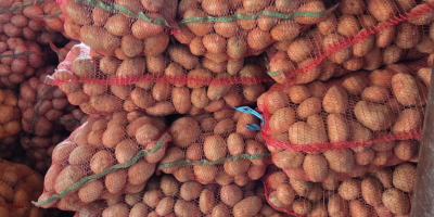 SELLING BELLA ROSA POTATOES – CALIBER 55+ – UP