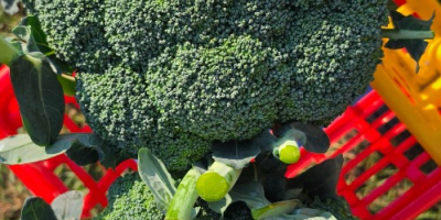 I will sell 600+ broccoli, price and quantity to