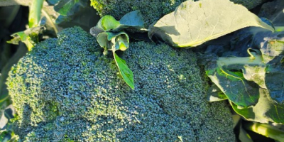 I will sell 600+ broccoli, price and quantity to