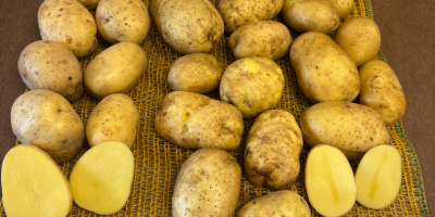 We offer potatoes from our own FITO production, with