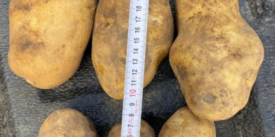We offer potatoes from our own FITO production, with