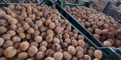 I am selling walnuts, harvest 2026, from my own