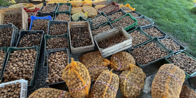 I am selling walnuts, harvest 2026, from my own