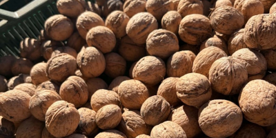 I am selling walnuts, harvest 2026, from my own