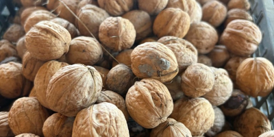 I am selling walnuts, harvest 2026, from my own