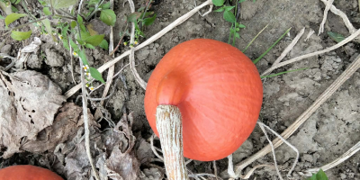 Hello, I have Hokkaido | Red Kuri pumpkins for