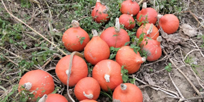 Hello, I have Hokkaido | Red Kuri pumpkins for