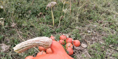 Hello, I have Hokkaido | Red Kuri pumpkins for