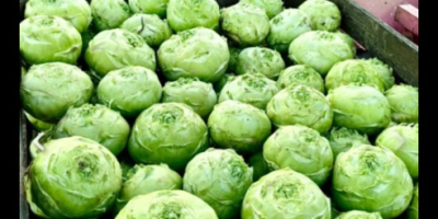 Ich verkaufe Kohlrabi Kossak, ideal für Schulen, Tiefkühlkost oder